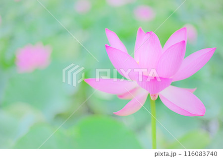 小雨に濡れる早朝の美しい蓮の花　早朝の夏イメージ 116083740