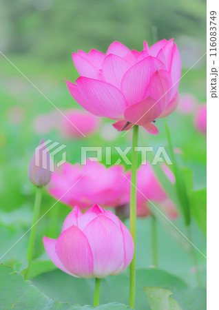 小雨に濡れる早朝の美しい蓮の花　早朝の夏イメージ 116083749