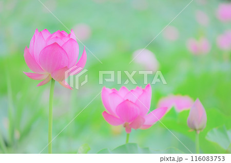 小雨に濡れる早朝の美しい蓮の花 早朝の夏イメージ 小雨に濡れる早朝の美しい蓮の花 早朝の夏イメージ 116083753