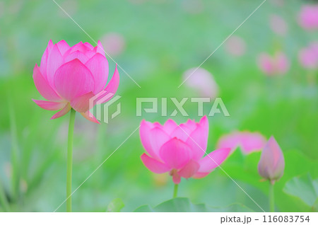 小雨に濡れる早朝の美しい蓮の花 早朝の夏イメージ 小雨に濡れる早朝の美しい蓮の花 早朝の夏イメージ 116083754