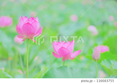 小雨に濡れる早朝の美しい蓮の花 早朝の夏イメージ 小雨に濡れる早朝の美しい蓮の花 早朝の夏イメージ 116083755