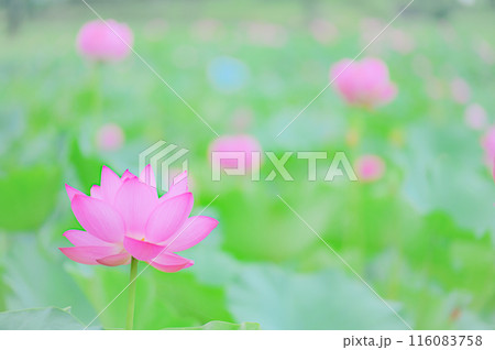 小雨に濡れる早朝の美しい蓮の花 早朝の夏イメージ 小雨に濡れる早朝の美しい蓮の花 早朝の夏イメージ 116083758