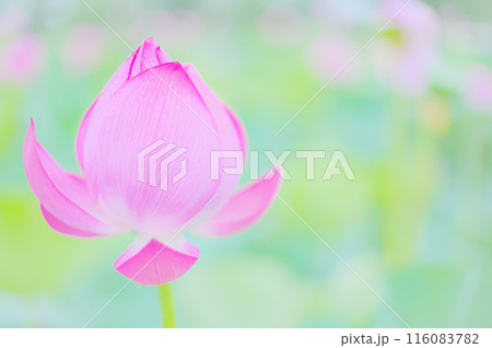 小雨に濡れる早朝の美しい蓮の花 早朝の夏イメージ 小雨に濡れる早朝の美しい蓮の花 早朝の夏イメージ 116083782