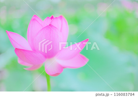小雨に濡れる早朝の美しい蓮の花　早朝の夏イメージ 116083784