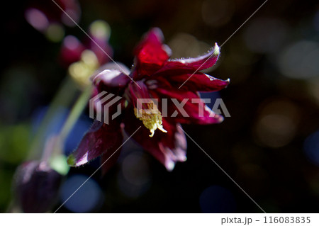 ”ブラックバロー”の一重咲き。西洋オダマキの花言葉は「思い出の恋人」「別れた恋人」。反省とともに。 116083835