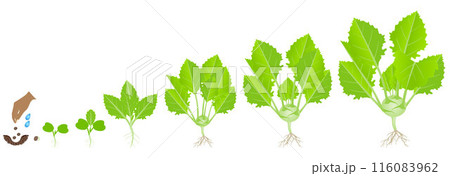 Cycle of growth of a kohlrabi plant on a white background. 116083962