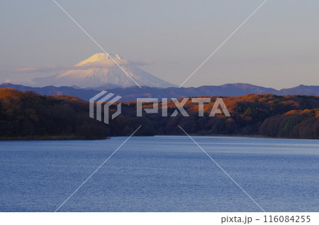 冬の狭山湖畔から望む早朝の富士 冬の狭山湖畔から望む早朝の富士 116084255