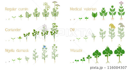 Set of growth cycles of cultivated plants on a white background. Set of growth cycles of cultivated plants on a white background. 116084307