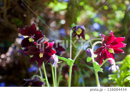 ”ブラックバロー”の一重咲き。西洋オダマキの花言葉は「思い出の恋人」「別れた恋人」。反省とともに。 ”ブラックバロー”の一重咲き。西洋オダマキの花言葉は「思い出の恋人」「別れた恋人」。反省とともに。 116084434