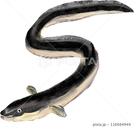 ウナギのイラスト 116084949