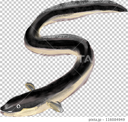 ウナギのイラスト 116084949