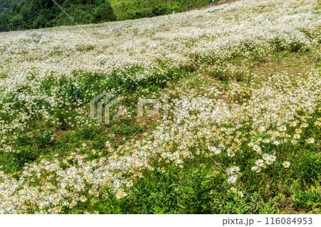 Shasta daisy flower in Yukbaekmajigi Shasta daisy flower in Yukbaekmajigi 116084953
