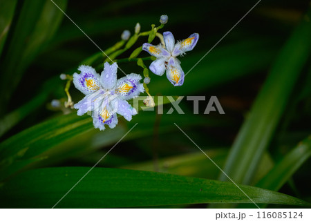 雨に濡れるシャガ 雨に濡れるシャガ 116085124