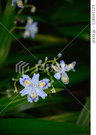 雨に濡れるシャガ 雨に濡れるシャガ 116085125