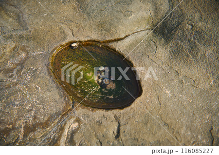 Close-up of a rocky surface with small tidal pool and barnacles Close-up of a rocky surface with small tidal pool and barnacles 116085227