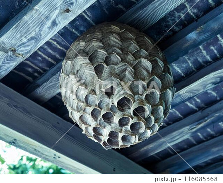 ハチの巣 116085368