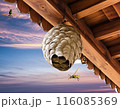 ハチの巣 116085369