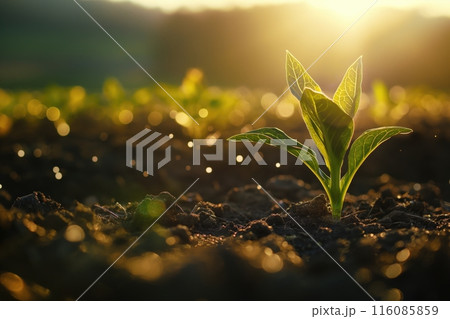 Sprouts in the spring field. Agriculture banner. Sprouting seeds from a low angle view. Germination concept 116085859