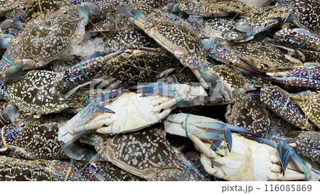 Top view of fresh crabs display in wet market for sale. Seafood concept Top view of fresh crabs display in wet market for sale. Seafood concept 116085869