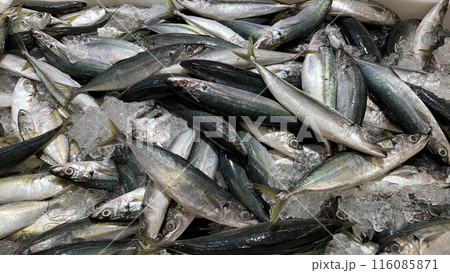 Close up view of fresh sea fish display in market for sale. Seafood concept Close up view of fresh sea fish display in market for sale. Seafood concept 116085871