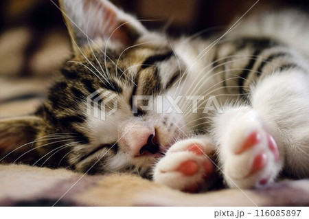 Cat is taking a nap. Cute cat kitten sleeping 116085897