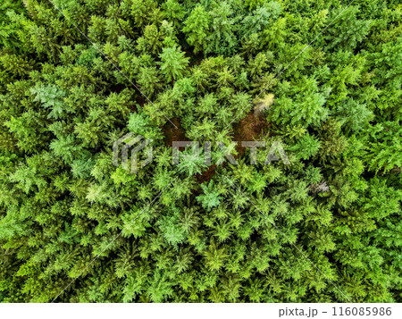 Observe an aerial view showcasing the lush and dense green canopy of a beautiful forest 116085986