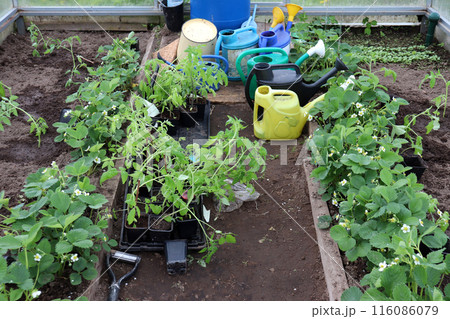 Strawberry bushes, tomato and pepper seedlings and watering cans 116086079