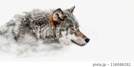 Wolf wallpaper. Wolf poster Wolf wallpaper. Wolf poster 116086282