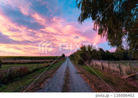 View of vineyard field growing on hill with colorful sky in the morning View of vineyard field growing on hill with colorful sky in the morning 116086402