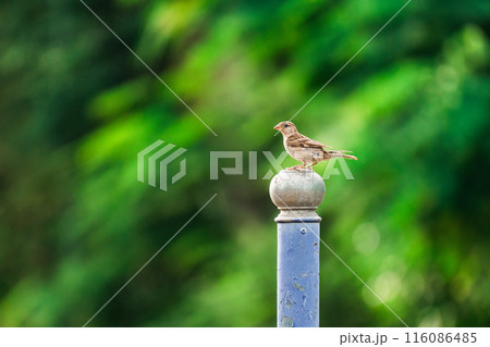 Tree Sparrow common bird are perching on metal fence 116086485