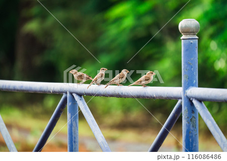Tree Sparrow common bird are perching on metal fence 116086486