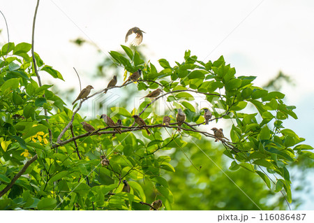 Flock of Tree Sparrow common bird are perching on tree branch with green leaves 116086487