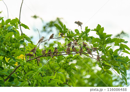 Flock of Tree Sparrow common bird are perching on tree branch with green leaves 116086488
