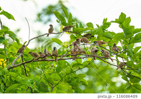 Flock of Tree Sparrow common bird are perching on tree branch with green leaves 116086489