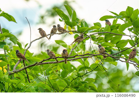 Flock of Tree Sparrow common bird are perching on tree branch with green leaves 116086490