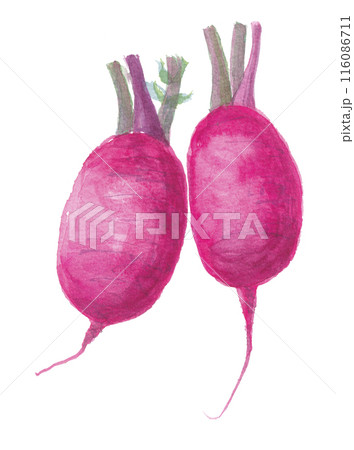 水彩で描いたサラダ大根 水彩で描いたサラダ大根 116086711