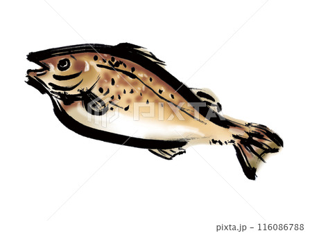 魚の鱈の手書き和風筆イラスト素材 116086788