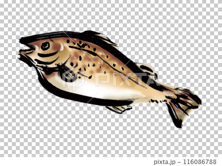魚の鱈の手書き和風筆イラスト素材 116086788