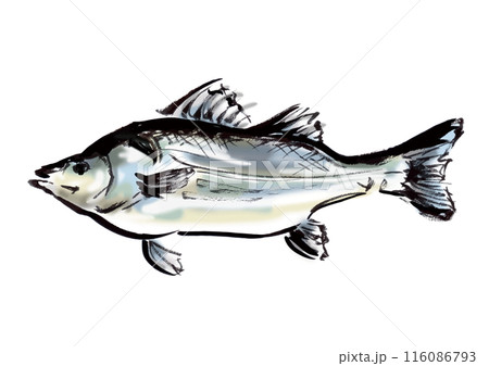 魚の鱸の手書き和風筆イラスト素材 116086793