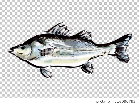 魚の鱸の手書き和風筆イラスト素材 116086793
