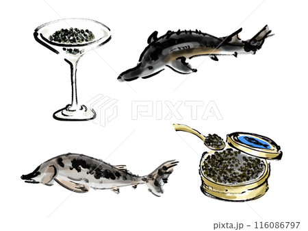 蝶鮫とキャビアの手書き和風筆イラスト素材 116086797