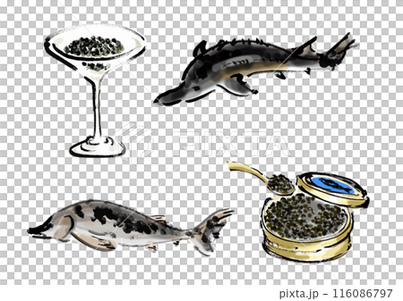 蝴蝶鯊和魚子醬手寫日式毛筆插畫素材 116086797
