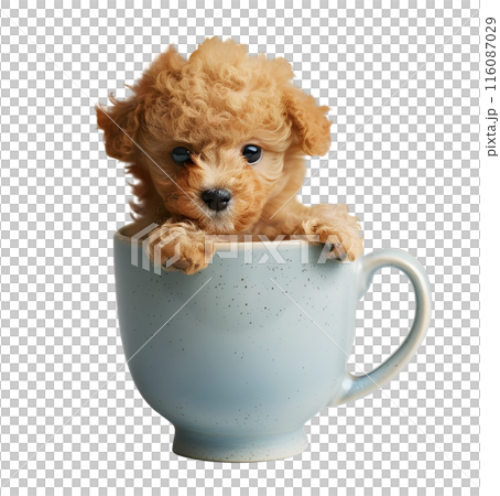 Little cute puppy of Toy Poodle dog with a cup, isolated on transparent background, cute puppy dog 116087029