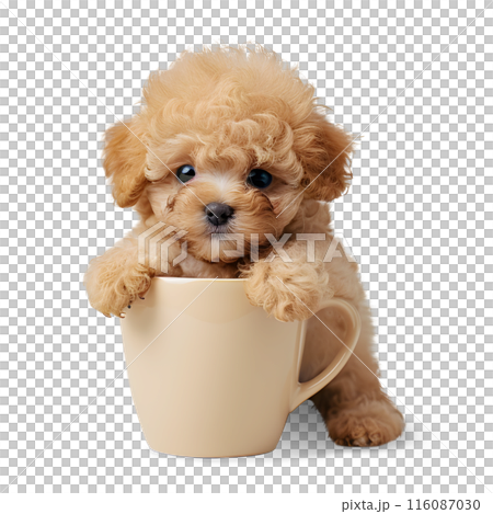 Little cute puppy of Toy Poodle dog with a cup, isolated on transparent background, cute puppy dog 116087030