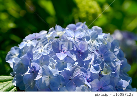 6月のアジサイ 6月のアジサイ 116087128