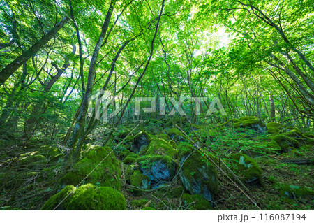 【苔の名所】山犬嶽【上勝町】 116087194