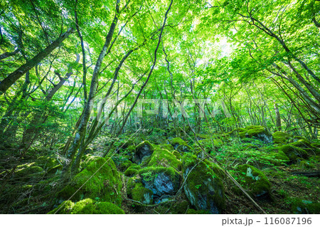 【苔の名所】山犬嶽【上勝町】 116087196