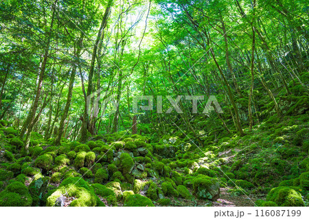【苔の名所】山犬嶽【上勝町】 116087199