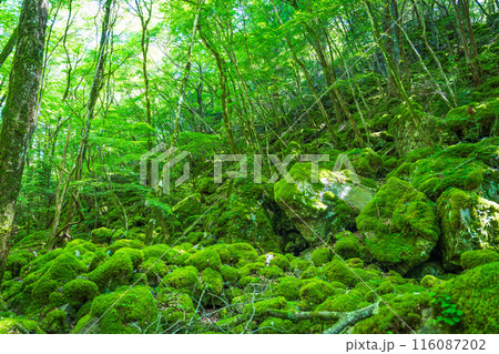 【苔の名所】山犬嶽【上勝町】 116087202