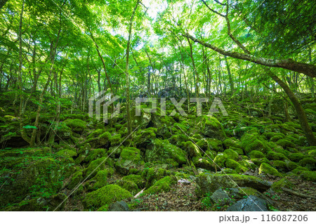 【苔の名所】山犬嶽【上勝町】 116087206